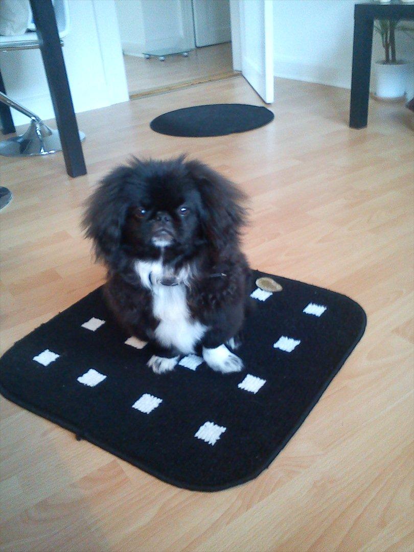 Pekingeser Lucca billede 2