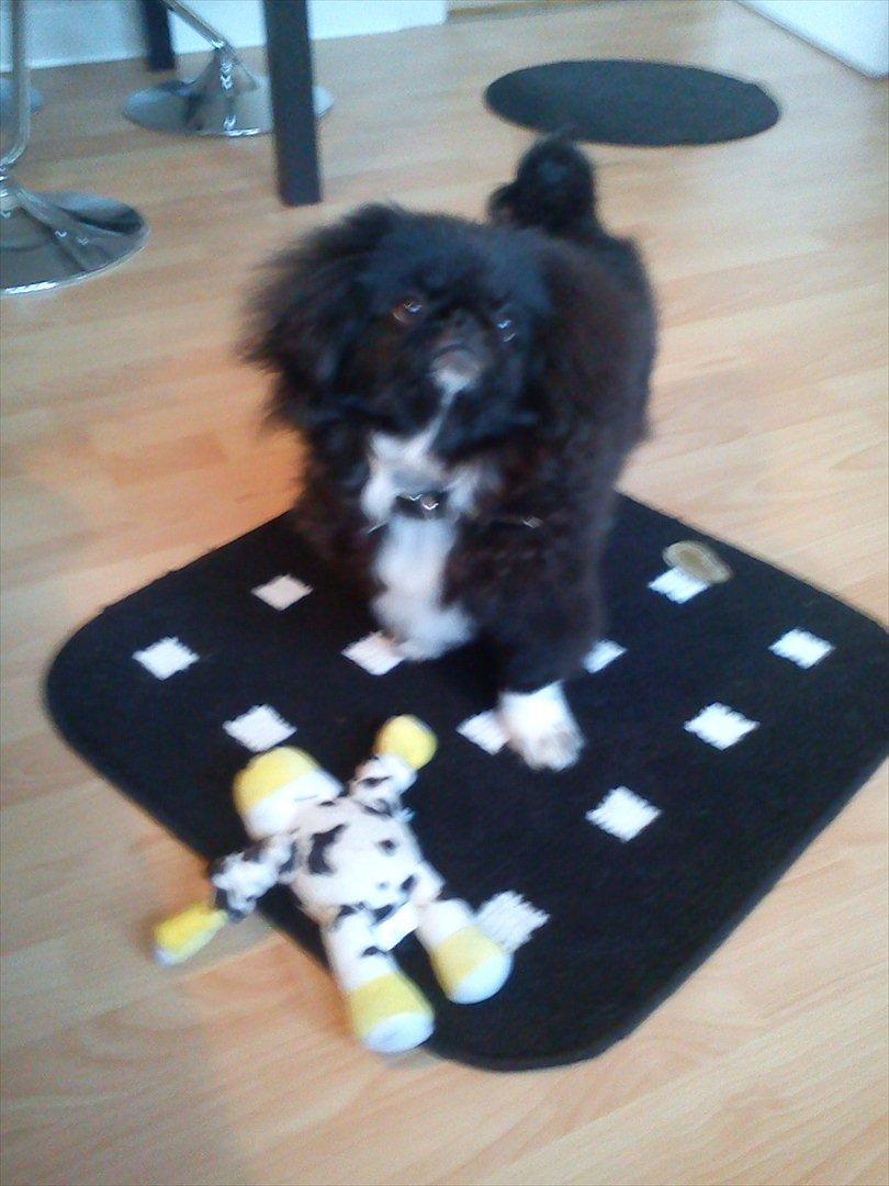 Pekingeser Lucca - Hvaså moar?? billede 3