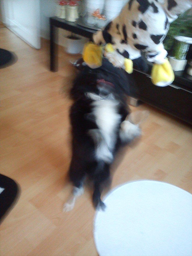 Pekingeser Lucca - Leger med min elskede ko billede 4