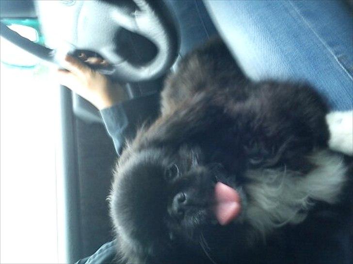 Pekingeser Lucca - Køre bil med moar. billede 5