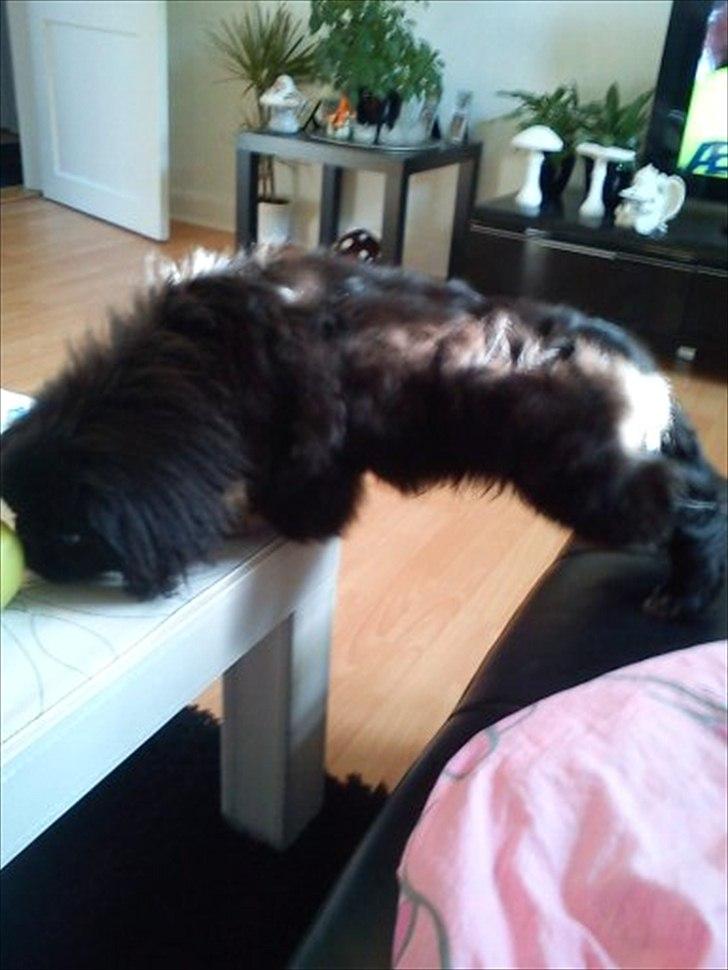 Pekingeser Lucca billede 6