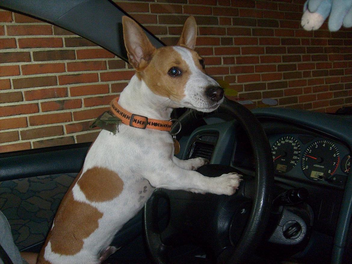 Jack russell terrier Zippo (forsvundet) - Så skal vi i skoven, og JEG køre! billede 11