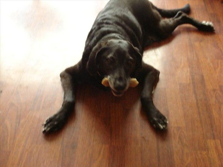 Blanding af racer ollie - Ollie elskede sine kødben og helst ikke dele med andre hehe billede 1