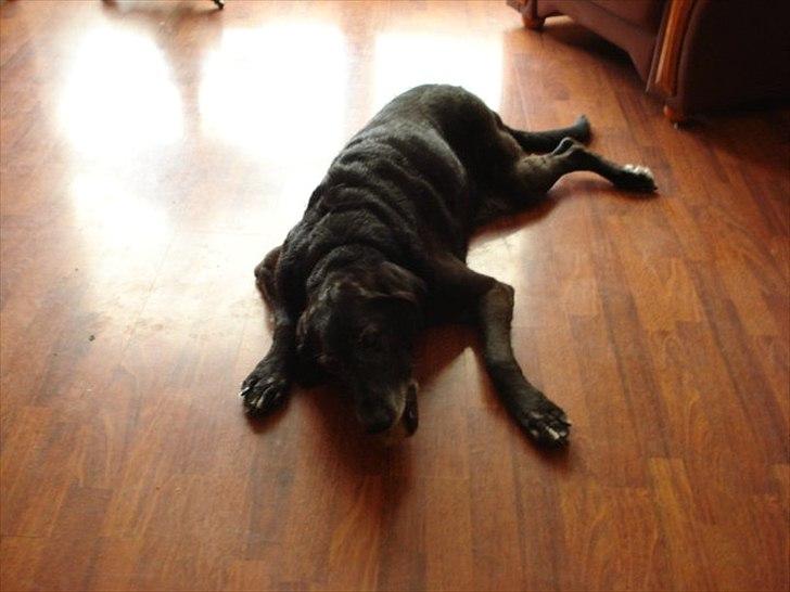 Blanding af racer ollie - ollie meget opgivende mens han venter på sit kødben billede 2