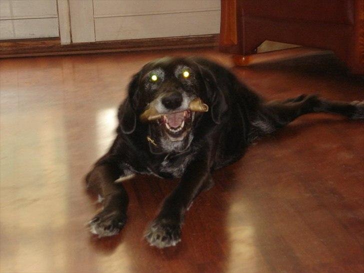 Blanding af racer ollie - og der blir gumlet, hvordan håndtere man sådan en billede 4