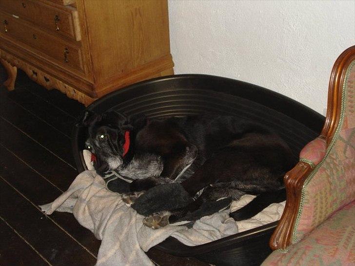 Blanding af racer ollie - ollie elskede når han kunne stjæle den store kurv billede 5