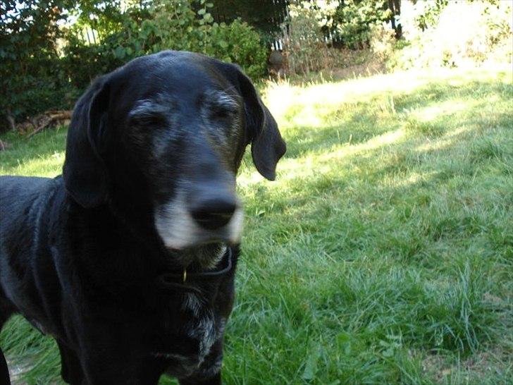 Blanding af racer ollie - render rundt og hygger sig i haven nu hvor solen var kommet frem billede 6