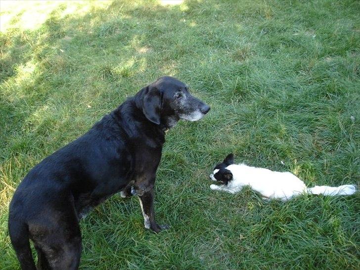 Blanding af racer ollie - ude og hygge med sin bedste ven baluh billede 7