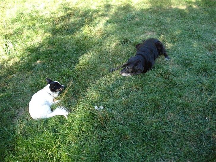 Blanding af racer ollie - og igen i haven billede 8