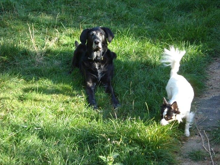 Blanding af racer ollie - meget træt men vil helst ikke ind billede 9