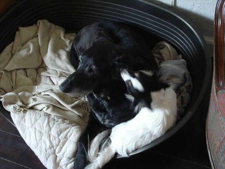 Blanding af racer ollie - kurven kan dog deles med andre bare han ikke selv skulle ud af den billede 10