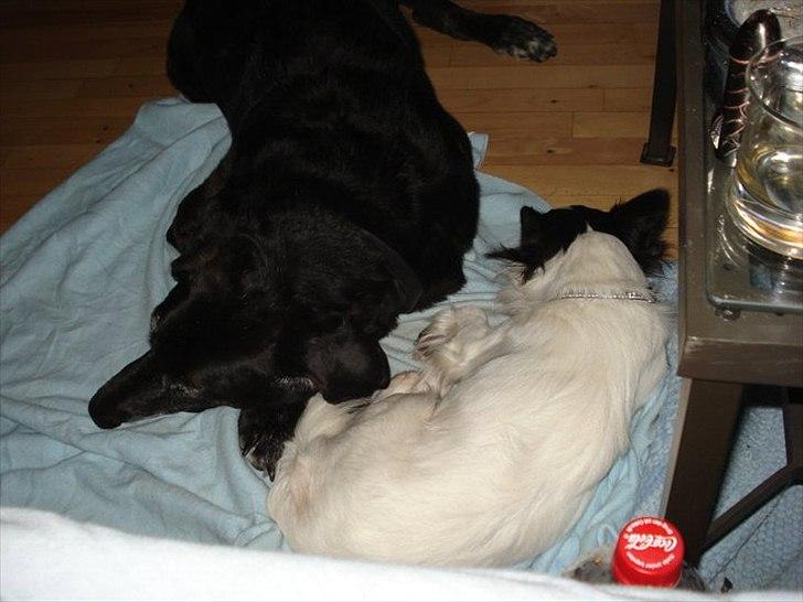 Blanding af racer ollie - hygge med sin bedste ven billede 11