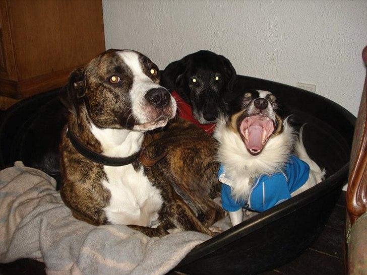 Blanding af racer ollie - ekstra ven på besøg men der er jo plads til os alle tre billede 12