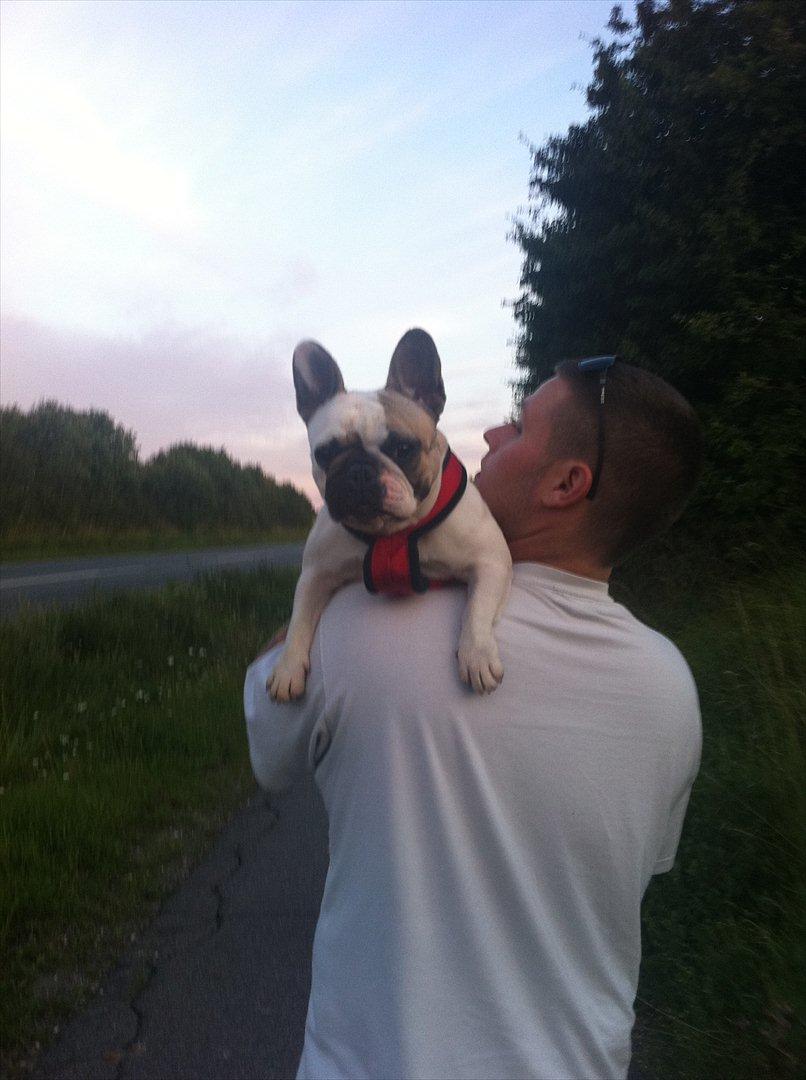 Fransk bulldog Sille - Dejlig gåtur.. Især når far gider at bære mig, fordi jeg var ved at falde om af hedeslag :-) billede 12