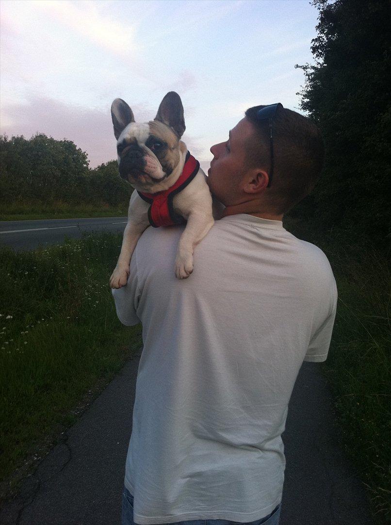 Fransk bulldog Sille billede 13