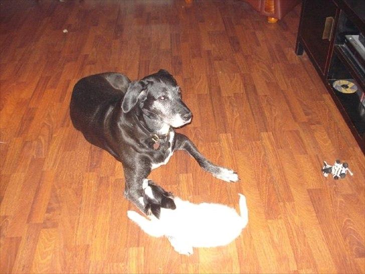 Blanding af racer mille - åh hvad skal jeg med den hvalp billede 2