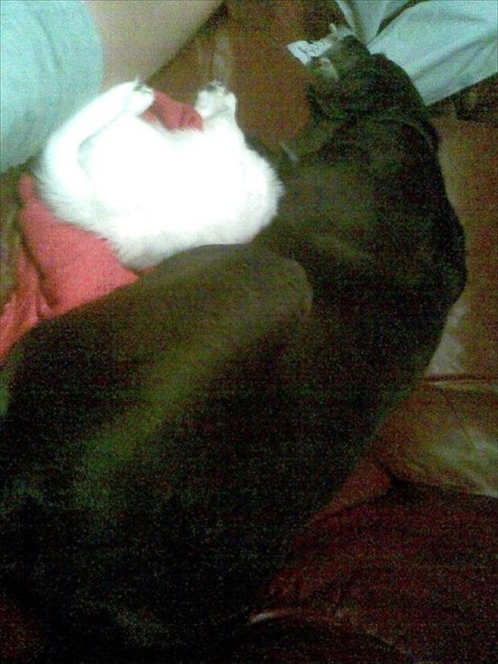 Blanding af racer mille - okey lader hvalpen putte med billede 3