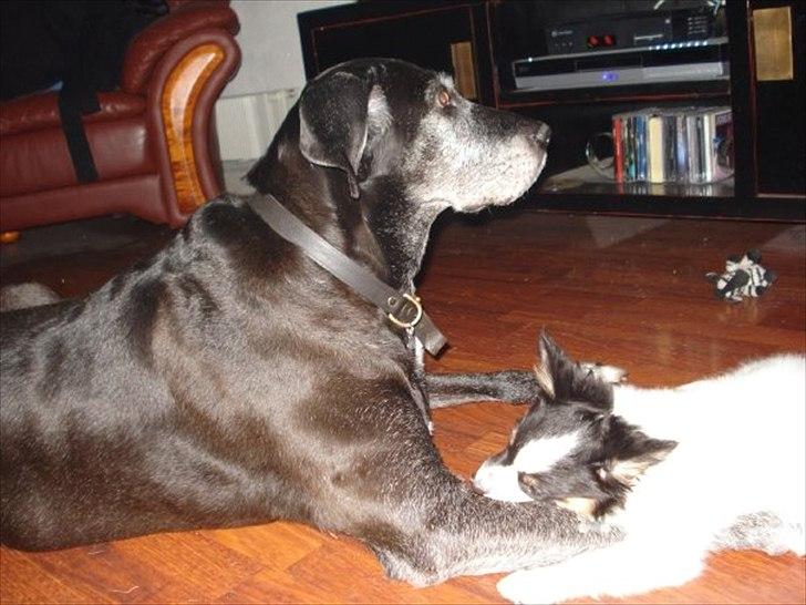 Blanding af racer mille - meget tålmodig dame billede 4