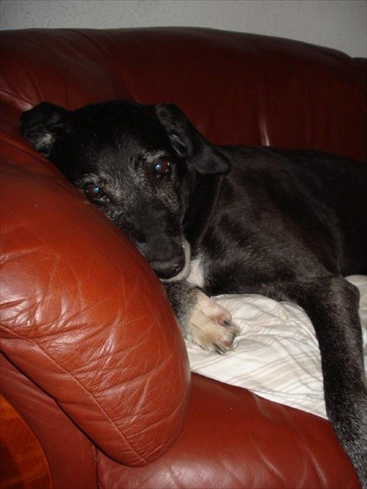 Blanding af racer mille billede 5