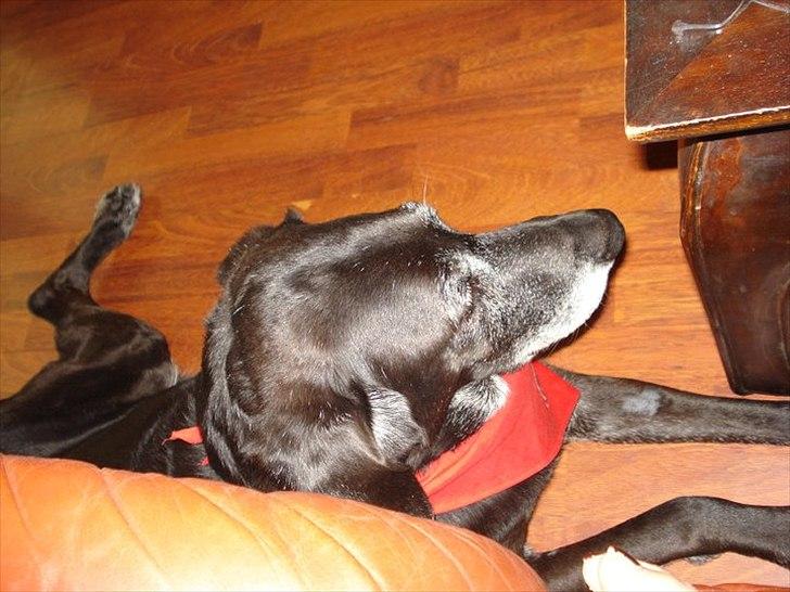 Blanding af racer mille - skal helst ligge i nærheden af mor lige nu billede 6