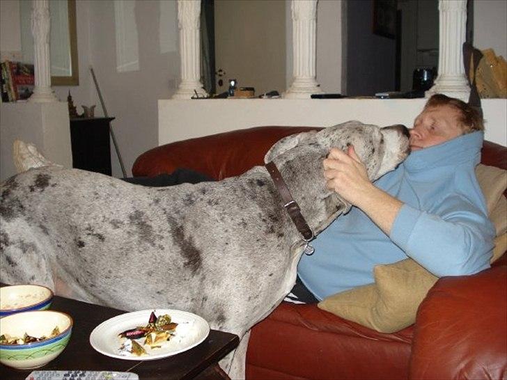 Grand danois Trunte - skal lige forbi og have sin nusser billede 1