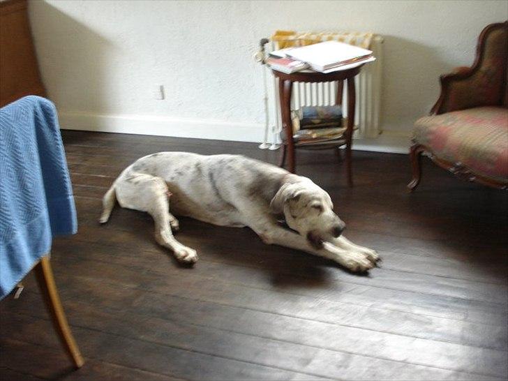 Grand danois Trunte - letter fornærmet efter hendes kødben var blevet taget billede 2