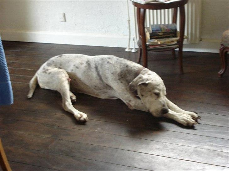 Grand danois Trunte - slapper af i spisestuen billede 3