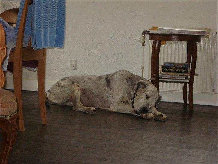 Grand danois Trunte billede 5