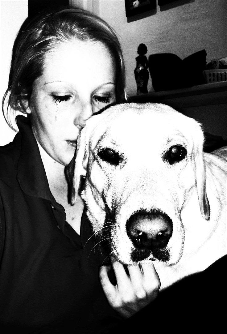 Labrador retriever Cleo - <3 billede 1