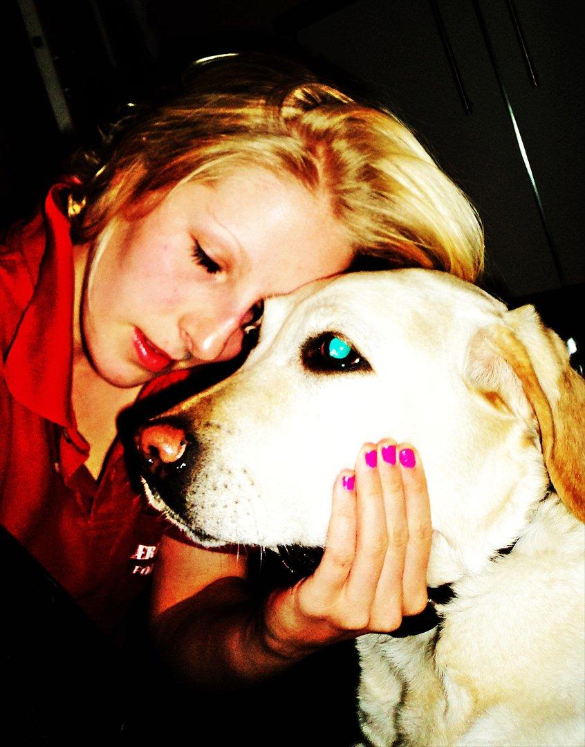 Labrador retriever Lucka - Closer to heaven :D 05.10.11 billede 18