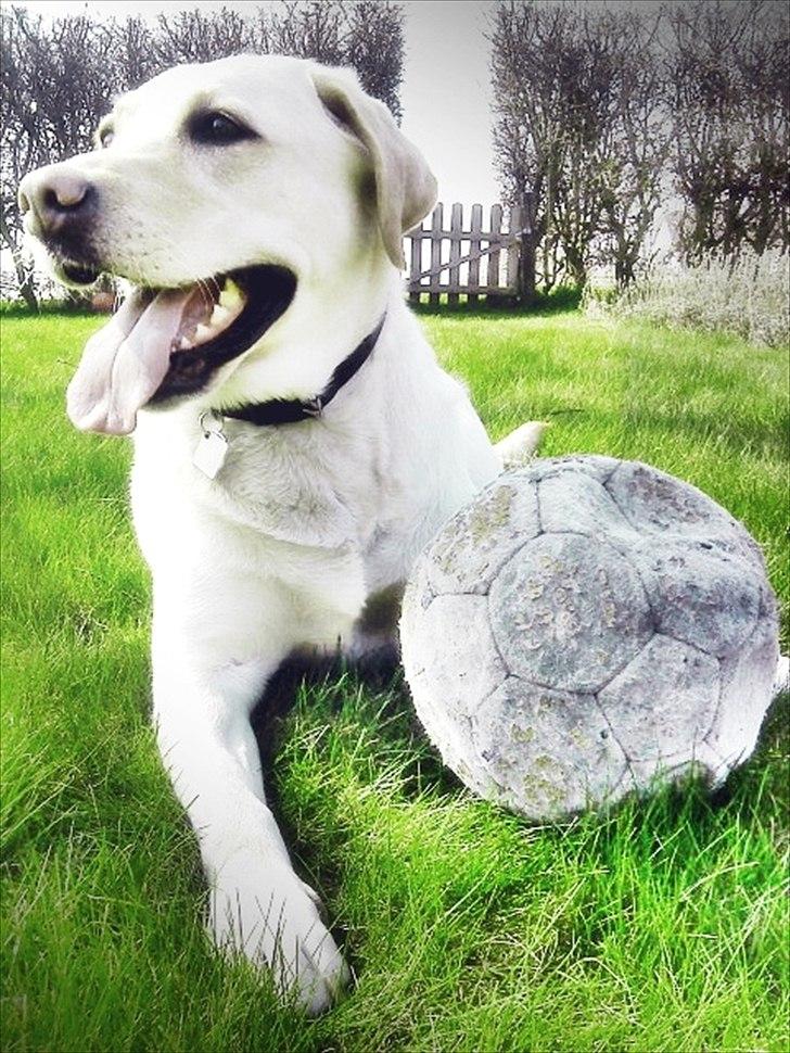 Labrador retriever Lucka - Mit absolutte ynglingsbillede af Lucka <3  billede 1