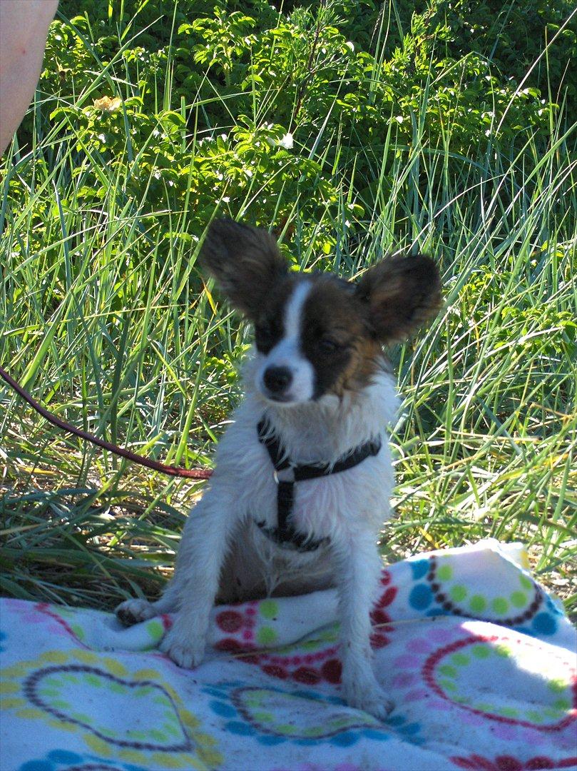 Papillon Candy *R.I.P.* - candy ved stranden sommer 2011 :) billede 10
