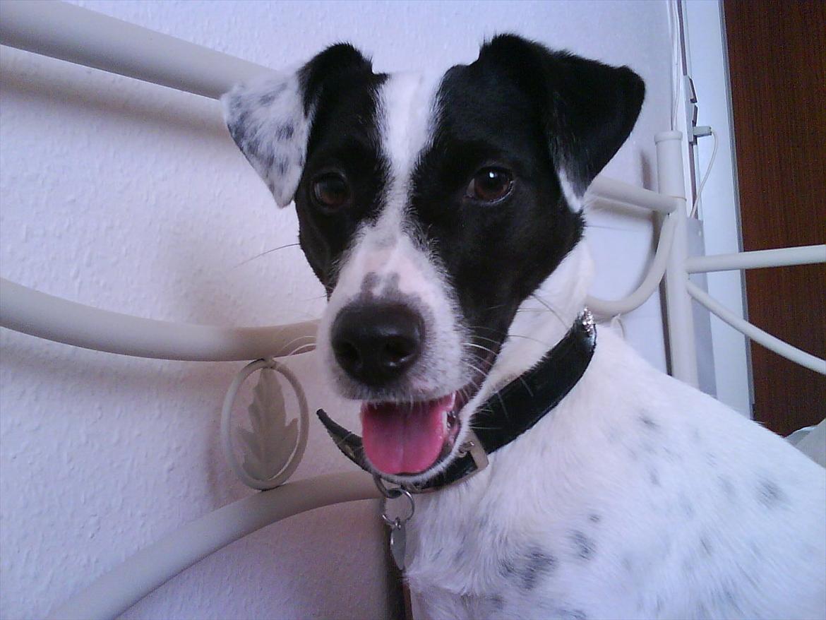 Jack russell terrier Nuser R.I.P.  billede 1