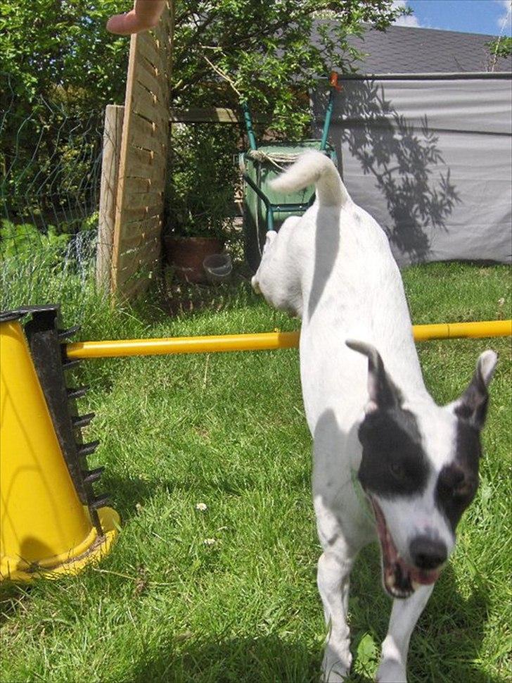 Jack russell terrier Nuser R.I.P.  billede 2