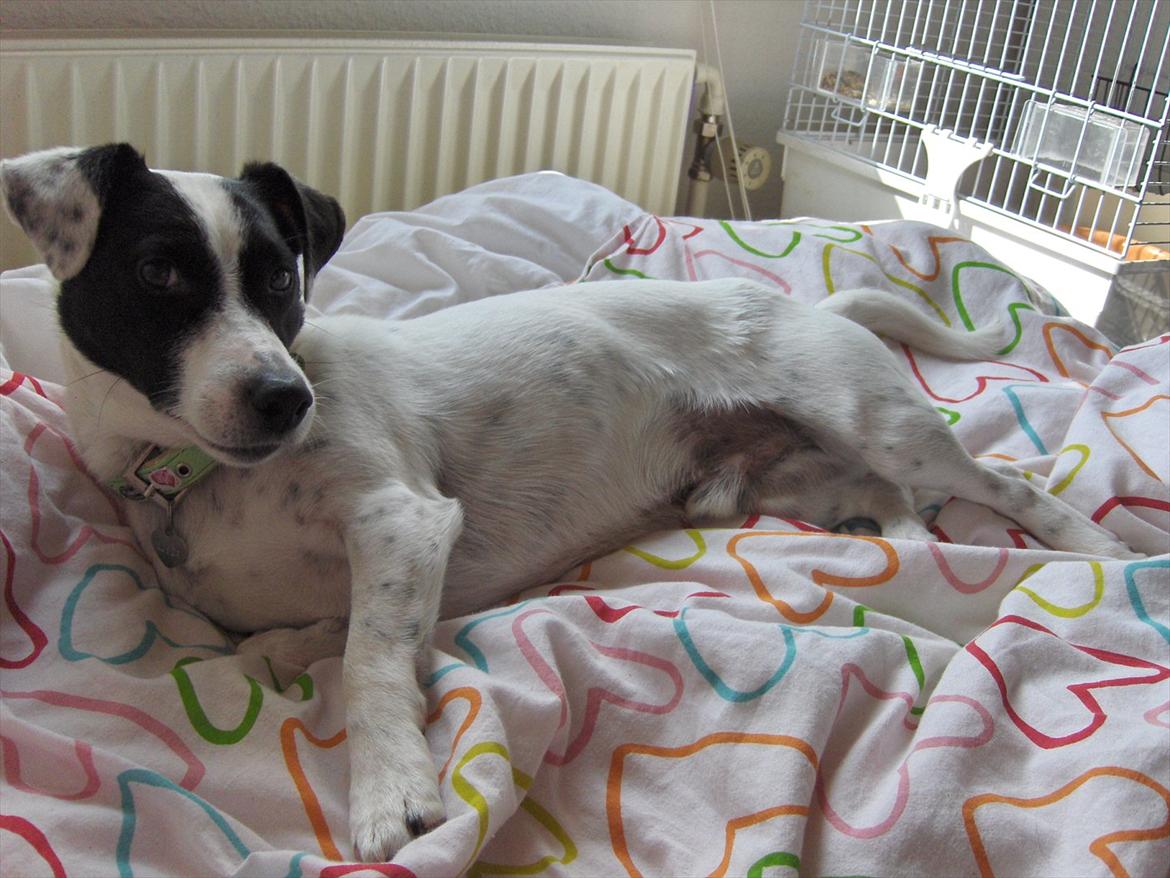 Jack russell terrier Nuser R.I.P.  billede 3