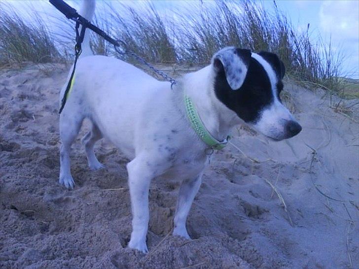 Jack russell terrier Nuser R.I.P.  billede 4