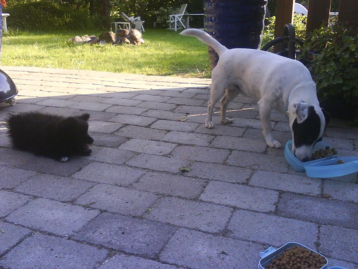 Jack russell terrier Nuser R.I.P.  billede 5