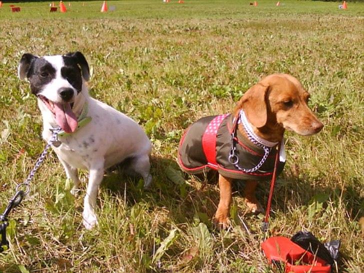 Jack russell terrier Nuser R.I.P.  billede 6