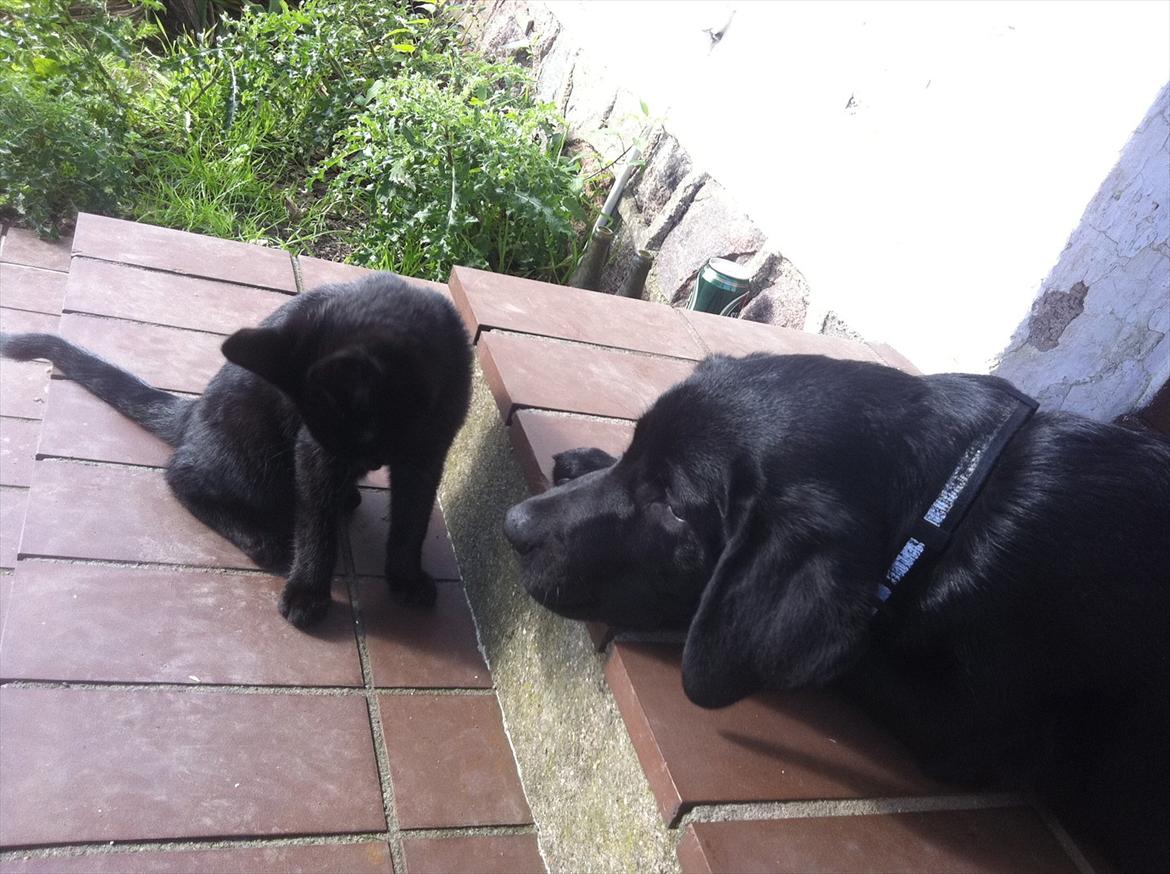 Labrador retriever zita billede 13