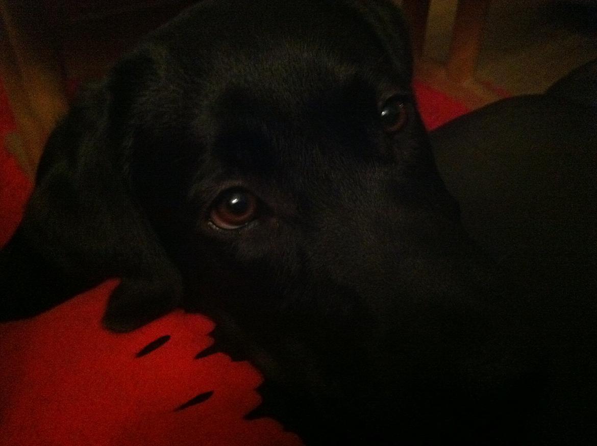 Labrador retriever zita billede 14