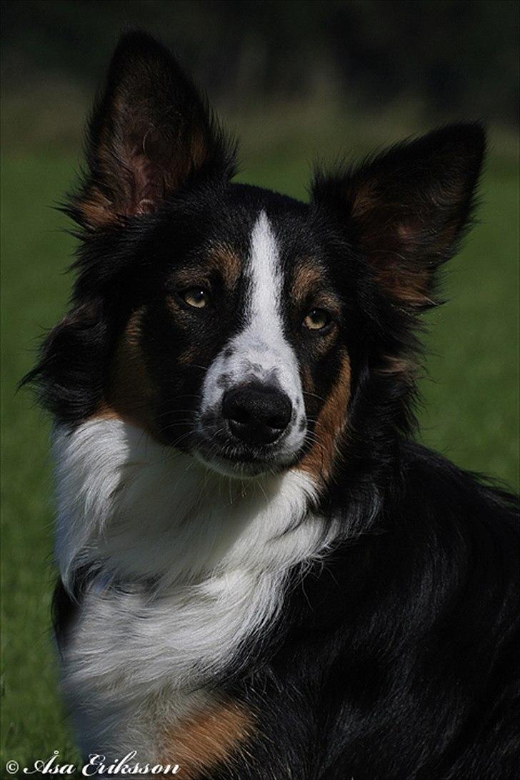 Border collie Jett R.I.P billede 26