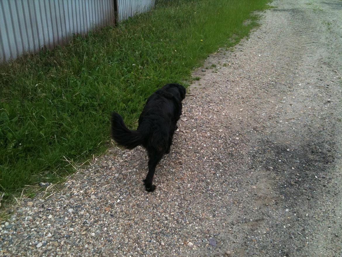 Blanding af racer Blackie  billede 8