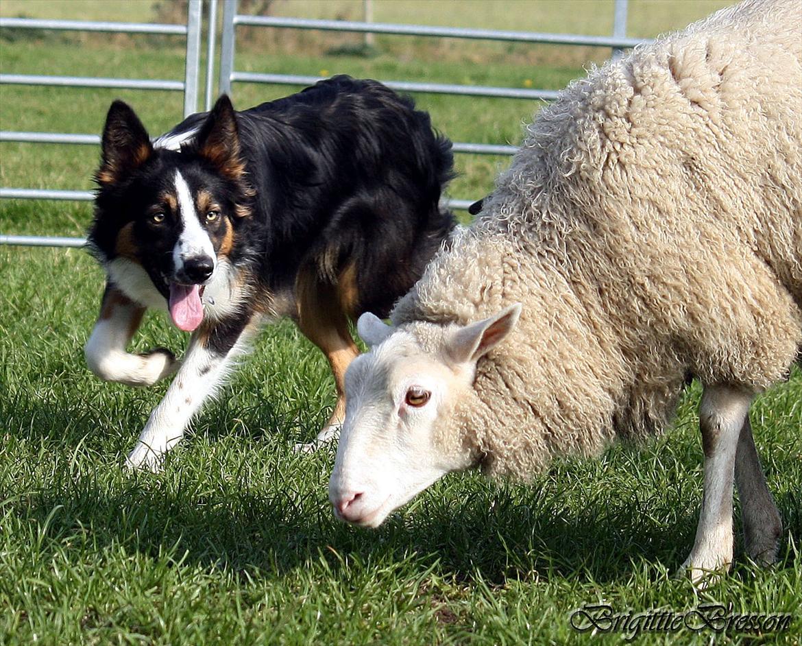 Border collie Jett R.I.P billede 41