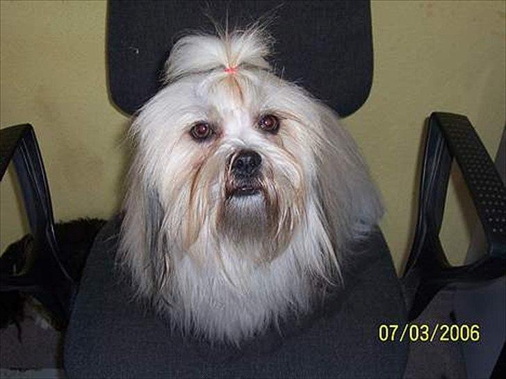 Lhasa apso Hugo  billede 1