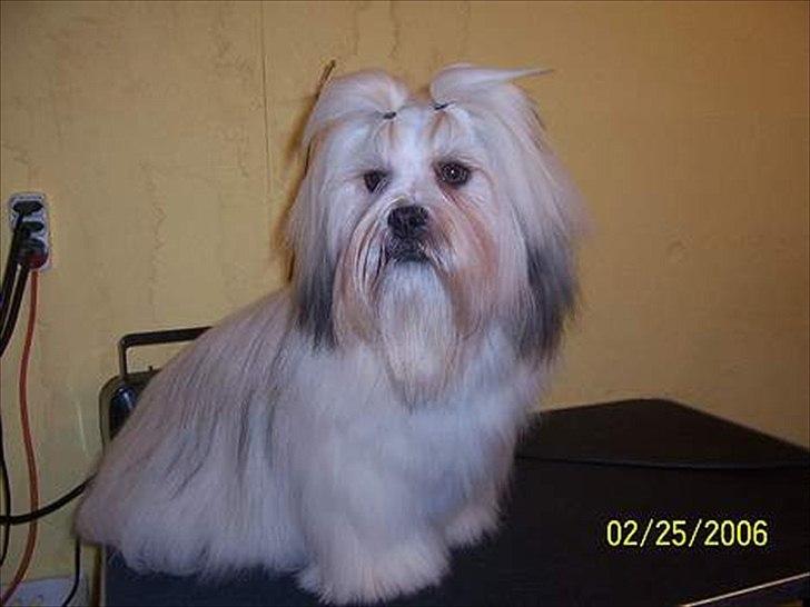 Lhasa apso Hugo  billede 2