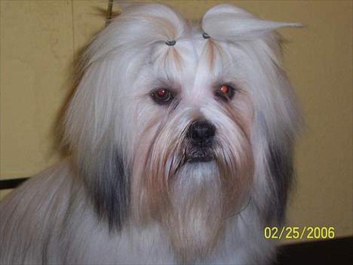 Lhasa apso Hugo  billede 3