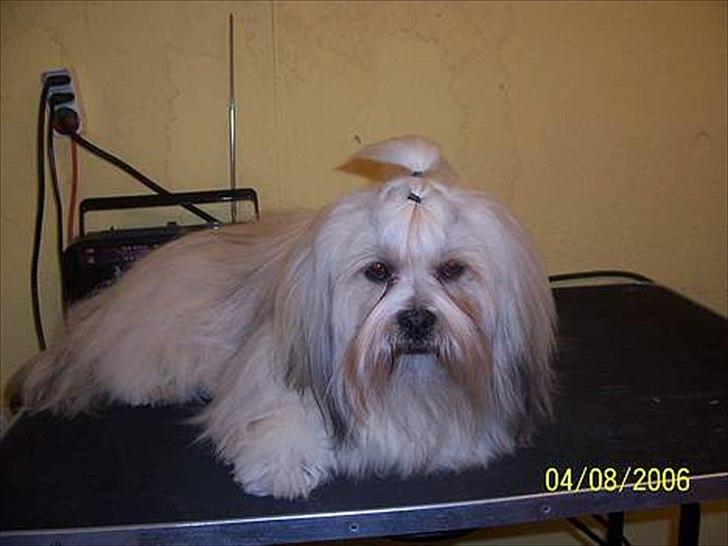 Lhasa apso Hugo  billede 4