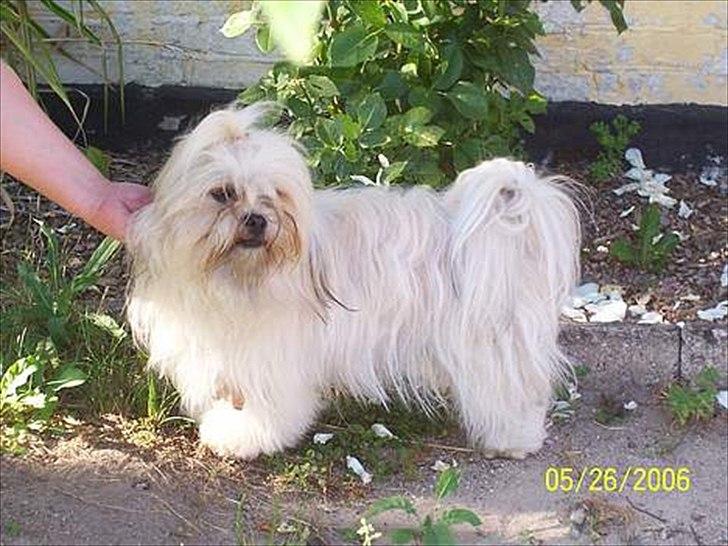 Lhasa apso Hugo  billede 5