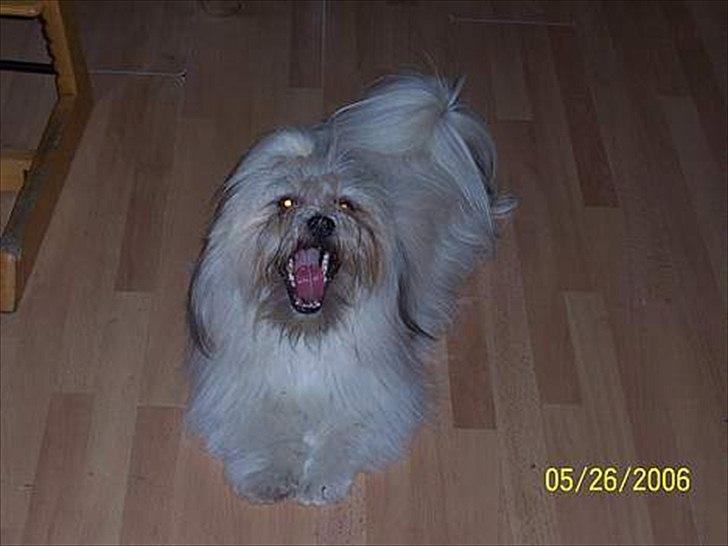 Lhasa apso Hugo  billede 6