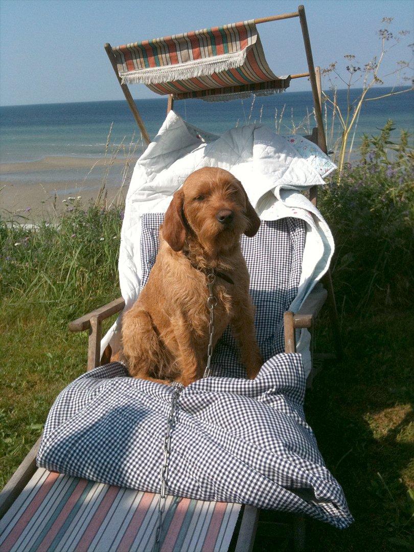 Basset fauve de bretagne Fendi billede 1